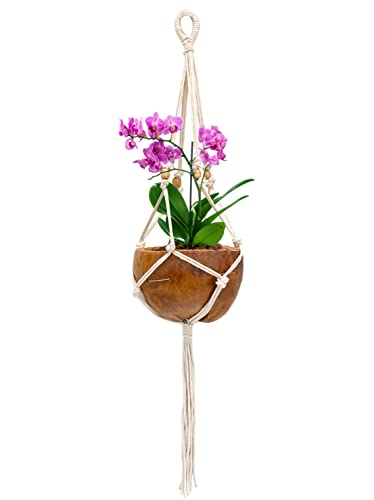 PANWA Large “Castaway Coconut Hanging Planter” with Natural Husk and Traditional Thailand Tiki Style Cotton Woven Macrame Kit, Nautical Beach Decor, Costal Ocean Island Original