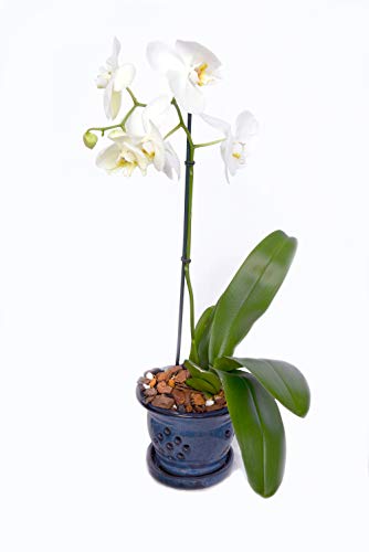 All Natural Orchid Potting Mix 4qts. by Perfect Plants | Hand Mixed in Small Batches | Great for Phalaenopsis of All Kinds