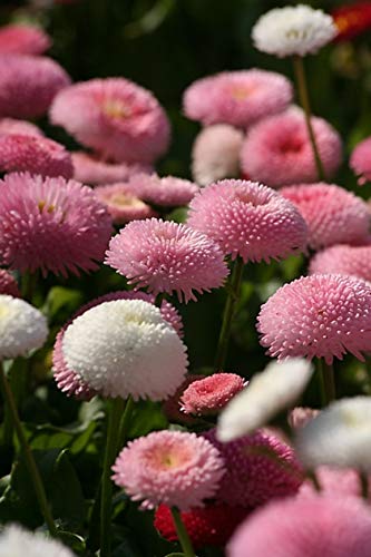 Seeds English Daisy Pompon Double Mix (Marguerite Bellis) Outdoor Perennial Garden Cut Flower for Planting Non GMO
