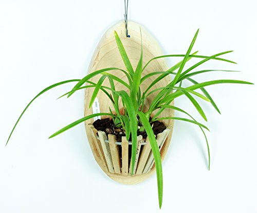 Wooden Orchid Basket - Halfmoon 6 inch