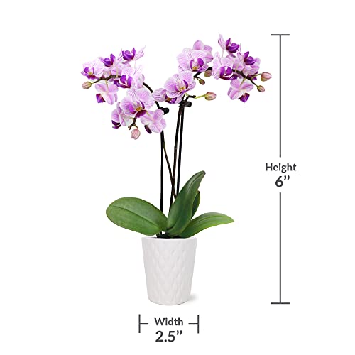 Pink Orchid in White Ceramic Pottery, Live Indoor Plant