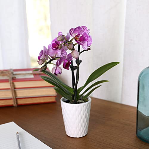 Pink Orchid in White Ceramic Pottery, Live Indoor Plant