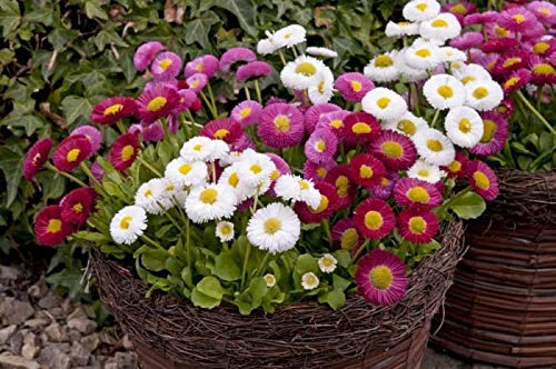 Seeds English Daisy Pompon Double Mix (Marguerite Bellis) Outdoor Perennial Garden Cut Flower for Planting Non GMO