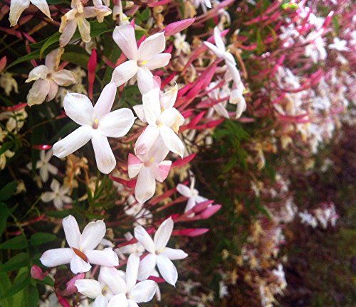 Jasminum polyanthum - Pink Jasmine Plant - Live Plant in 2 inch Pot