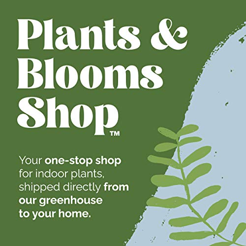 Plants & Blooms Shop™ PB115 Orchid, 5", Pink