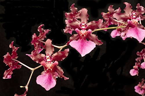 Orchid Insanity - Oncidium Sharry Baby - Chocolate Fragrance Very Popular, Easy to Grow and Bloom (NOT in-Bud/Bloom When Shipped)