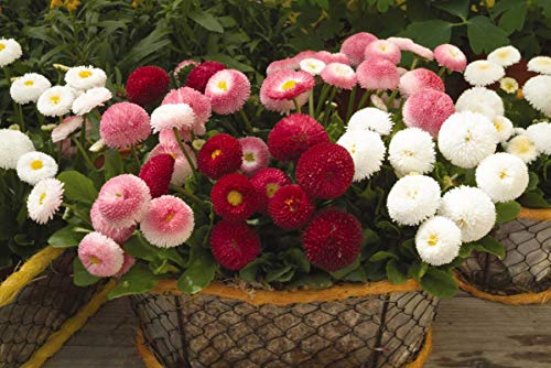 Seeds English Daisy Pompon Double Mix (Marguerite Bellis) Outdoor Perennial Garden Cut Flower for Planting Non GMO