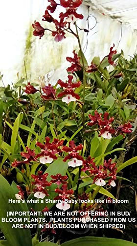 Orchid Insanity - Oncidium Sharry Baby - Chocolate Fragrance Very Popular, Easy to Grow and Bloom (NOT in-Bud/Bloom When Shipped)