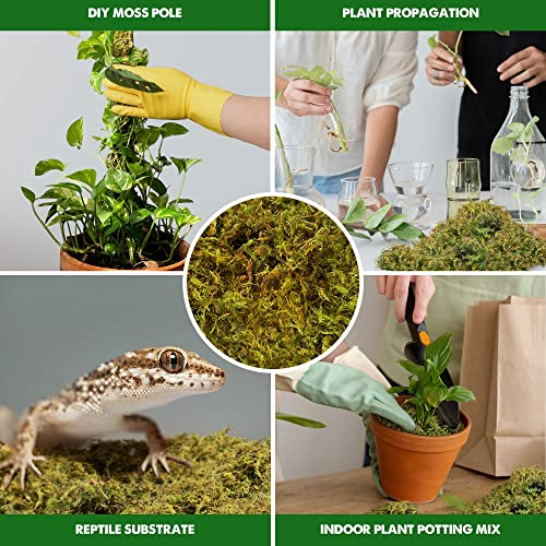 DUSPRO Premium Dried Forest Moss for Potted Plants, Ideal for Orchid Moss Potting