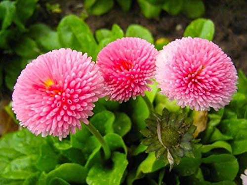 Seeds English Daisy Pompon Double Mix (Marguerite Bellis) Outdoor Perennial Garden Cut Flower for Planting Non GMO
