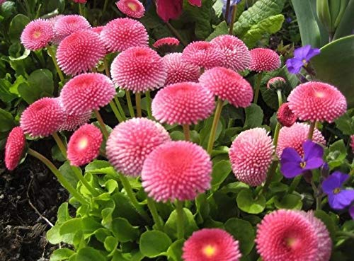 Seeds English Daisy Pompon Double Mix (Marguerite Bellis) Outdoor Perennial Garden Cut Flower for Planting Non GMO