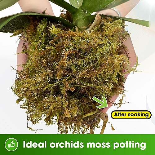 DUSPRO Premium Dried Forest Moss for Potted Plants, Ideal for Orchid Moss Potting