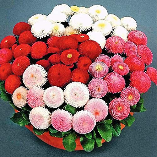 Seeds English Daisy Pompon Double Mix (Marguerite Bellis) Outdoor Perennial Garden Cut Flower for Planting Non GMO