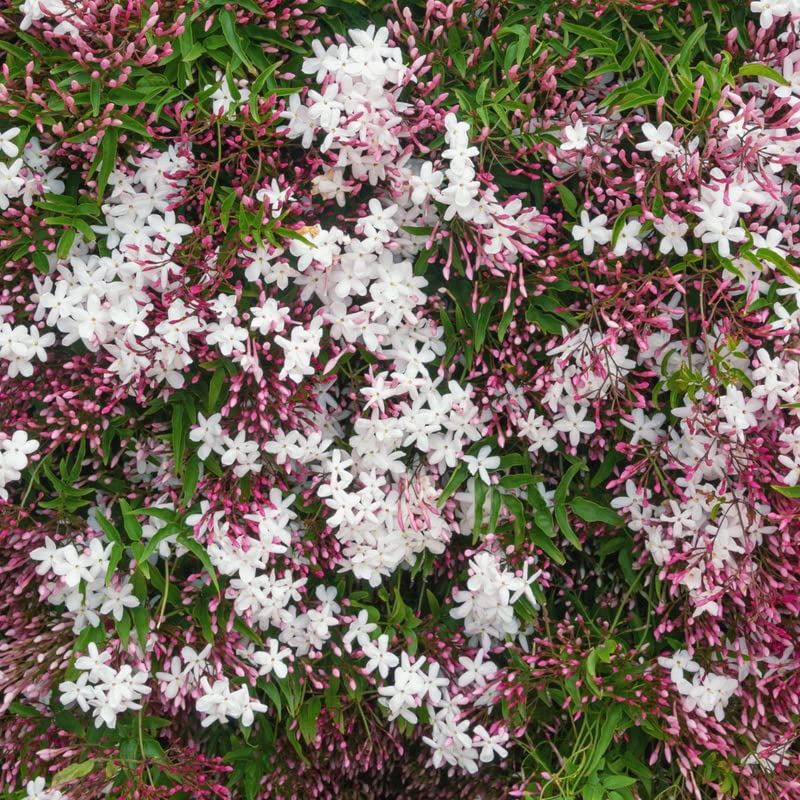 Pink Jasmine Plant Fragrant Jasmine Starter Plant, Appx 6 to 9 Inch Tall Plant