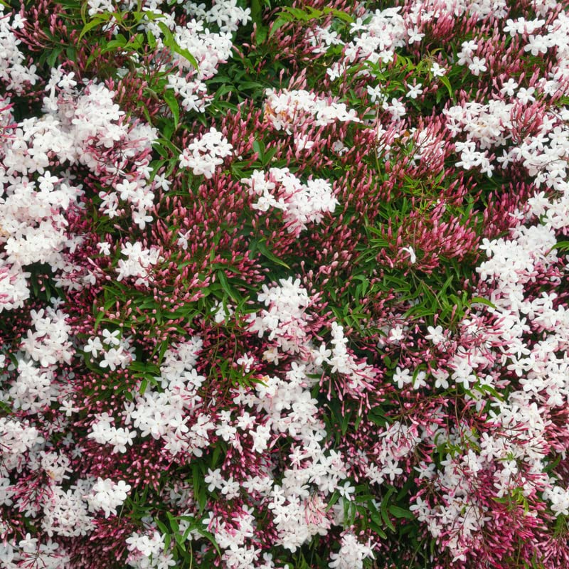 Pink Jasmine Plant Fragrant Jasmine Starter Plant, Appx 6 to 9 Inch Tall Plant