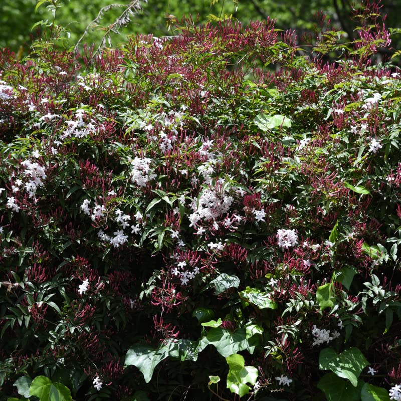 Pink Jasmine Plant Fragrant Jasmine Starter Plant, Appx 6 to 9 Inch Tall Plant