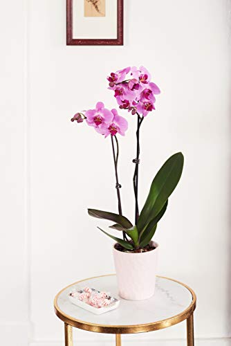 Orchid Flower Plant, Pink in 5" Light Pink Ceramic Container, From Hallmark Flowers