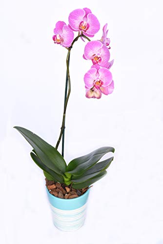 All Natural Orchid Potting Mix 4qts. by Perfect Plants | Hand Mixed in Small Batches | Great for Phalaenopsis of All Kinds