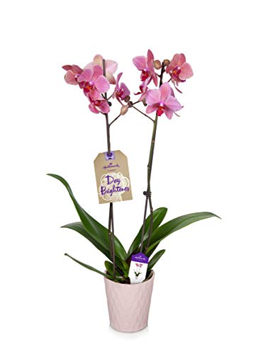 Orchid Flower Plant, Pink in 5" Light Pink Ceramic Container, From Hallmark Flowers