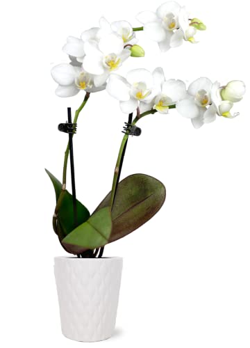 Just Add Ice JA5001 White Orchid in Evi Ceramic Pottery, Live Indoor Plant, Long-Lasting Fresh Flowers, Easy to Grow Gift for Birthday, Girlfriend, Housewarming Décor Planter, 2.5" Diameter, 9" Tall