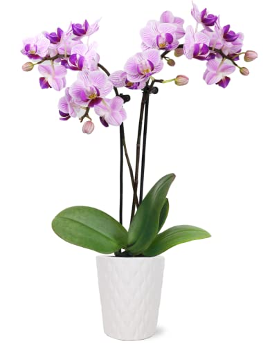 Pink Orchid in White Ceramic Pottery, Live Indoor Plant
