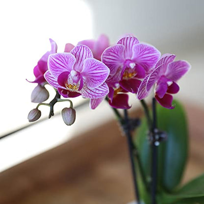 Pink Orchid in White Ceramic Pottery, Live Indoor Plant