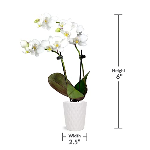 Just Add Ice JA5001 White Orchid in Evi Ceramic Pottery, Live Indoor Plant, Long-Lasting Fresh Flowers, Easy to Grow Gift for Birthday, Girlfriend, Housewarming Décor Planter, 2.5" Diameter, 9" Tall