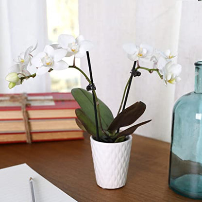 Just Add Ice JA5001 White Orchid in Evi Ceramic Pottery, Live Indoor Plant, Long-Lasting Fresh Flowers, Easy to Grow Gift for Birthday, Girlfriend, Housewarming Décor Planter, 2.5" Diameter, 9" Tall