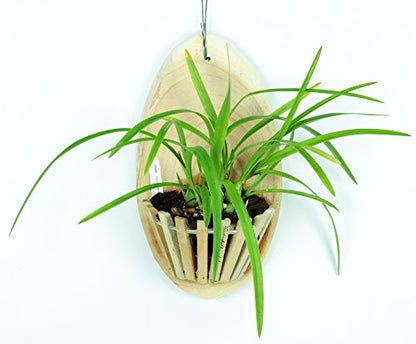 Wooden Orchid Basket - Halfmoon 6 inch