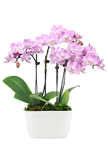 Plants & Blooms Shop™ PB115 Orchid, 5", Pink