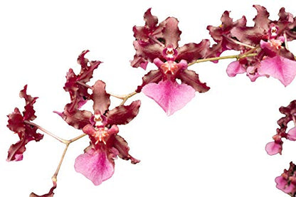 Orchid Insanity - Oncidium Sharry Baby - Chocolate Fragrance Very Popular, Easy to Grow and Bloom (NOT in-Bud/Bloom When Shipped)