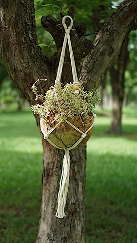 PANWA Large “Castaway Coconut Hanging Planter” with Natural Husk and Traditional Thailand Tiki Style Cotton Woven Macrame Kit, Nautical Beach Decor, Costal Ocean Island Original