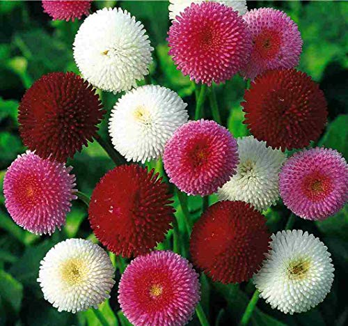 Seeds English Daisy Pompon Double Mix (Marguerite Bellis) Outdoor Perennial Garden Cut Flower for Planting Non GMO
