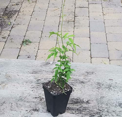 Jasminum polyanthum - Pink Jasmine Plant - Live Plant in 2 inch Pot