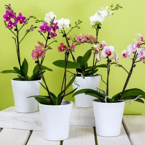 Professional Orchid Spray Fertilizer Mist | Pre Mixed for Weekly Use | Gentle Blend & Gardening Supplies | 8 oz Bottle