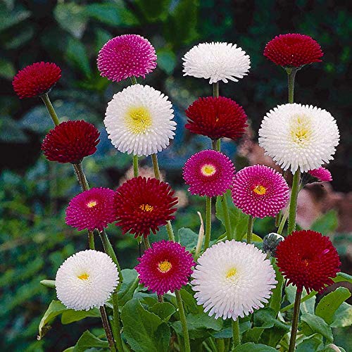 Seeds English Daisy Pompon Double Mix (Marguerite Bellis) Outdoor Perennial Garden Cut Flower for Planting Non GMO