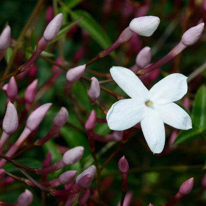Pink Jasmine Plant Fragrant Jasmine Starter Plant, Appx 6 to 9 Inch Tall Plant