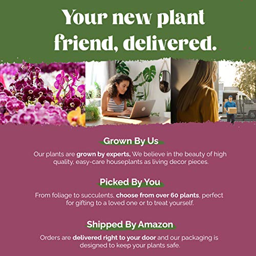 Plants & Blooms Shop™ PB115 Orchid, 5", Pink