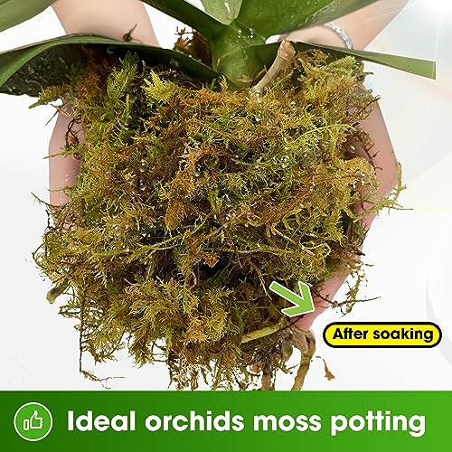 sphagnum moss for potted plants DUSPRO Premium Dried Forest Moss for Potted Plants, Ideal for Orchid M – Fleurings